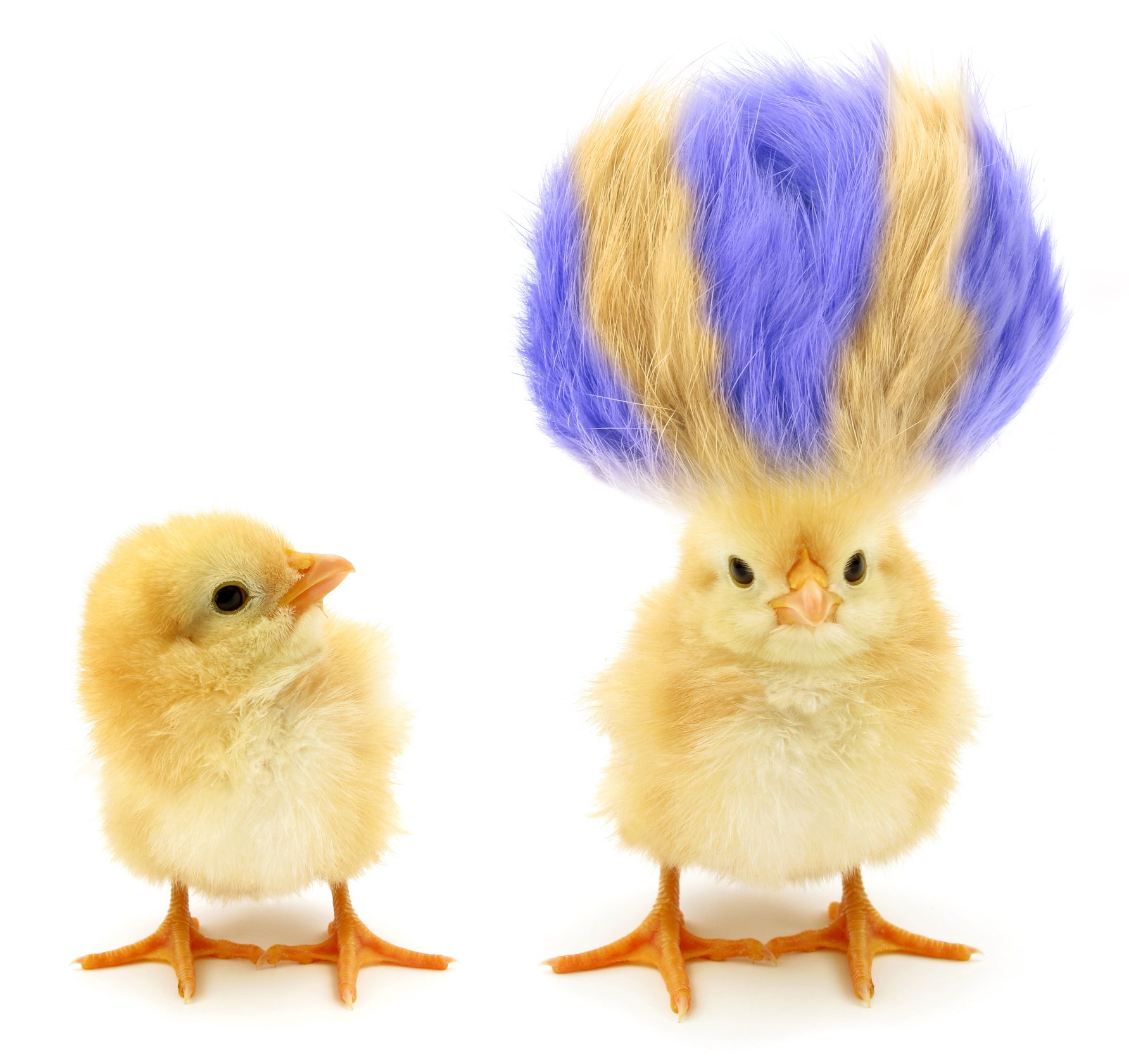 A couple of chicks one has a purple and yellow afro