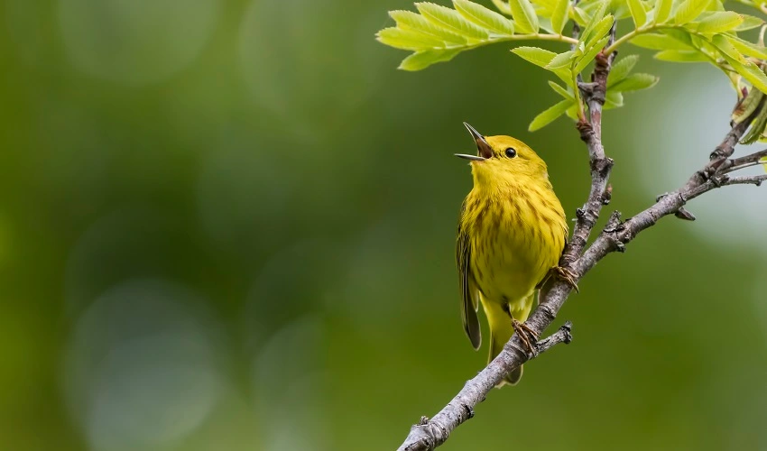 Yellow bird on a branch