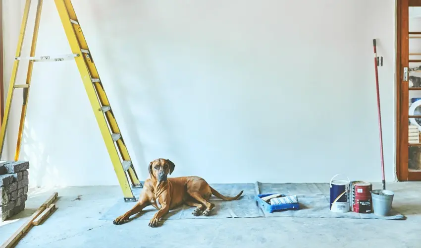 Dog laying next to ladder
