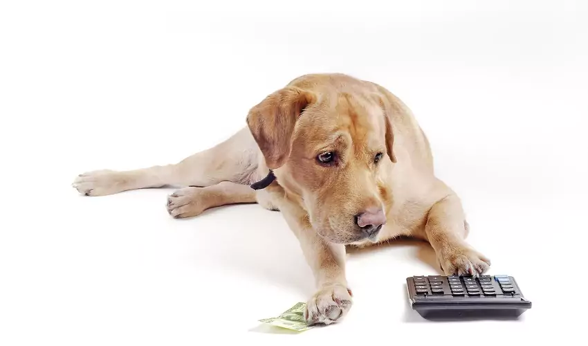 Dog with calculator and money