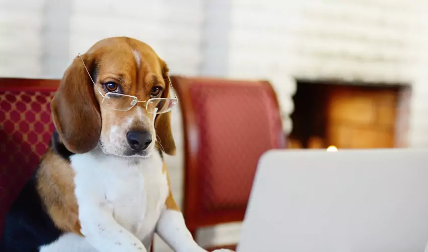 Dog with glasses looking at computer