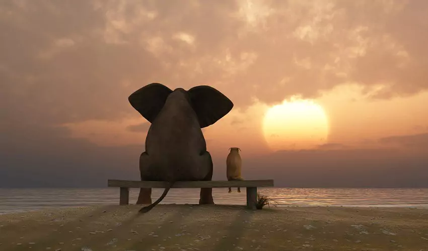 Elephant and dog sitting on bench at beach