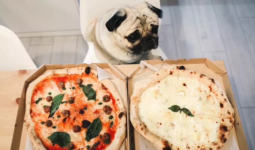 Pug looking at pizzas