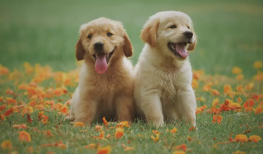Two puppies standing in a field