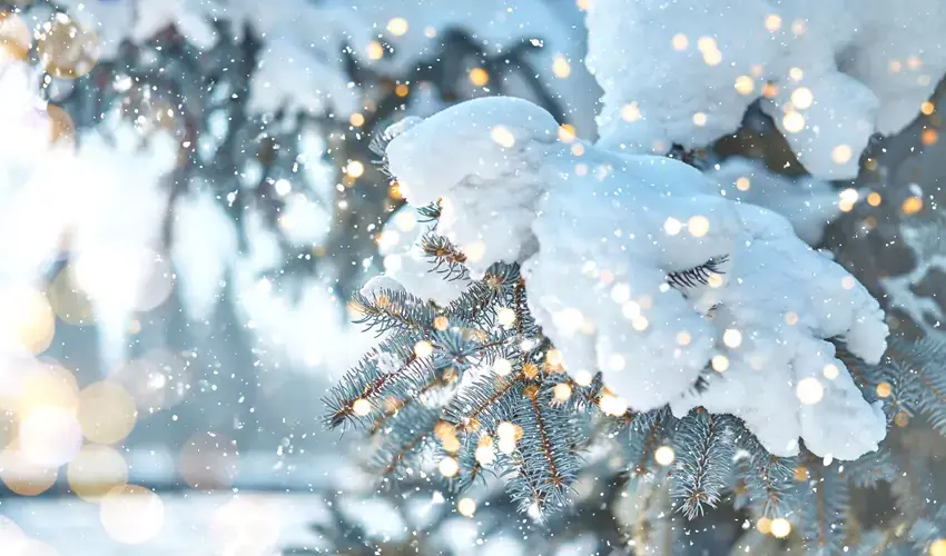 Snowy winter tree with lights